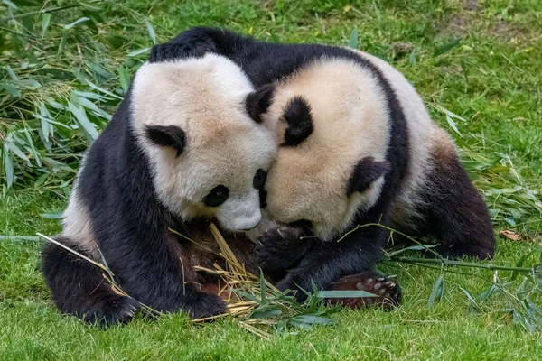 Dev pandalar, ayı pandalar, yavru panda ve annesi bambu yiyor.