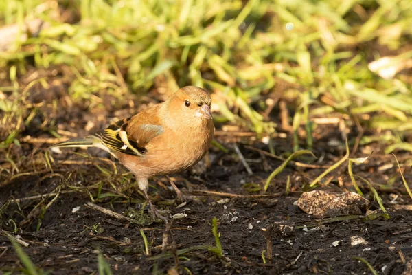 Closeup Shot Chaffinch Bird Standing Garden Ground Blurred Background — Stock Photo, Image