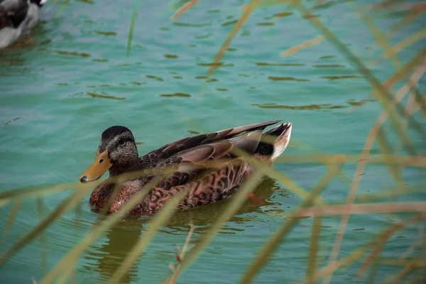 一只可爱的鸭子在绿色的水面上漂浮的特写镜头 — 图库照片