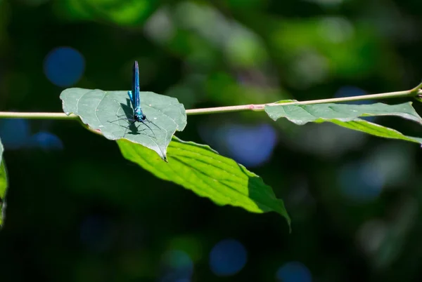 在模糊的背景下 一张蜻蜓坐在树叶上的特写照片 — 图库照片