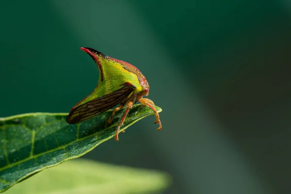 Ett Makro Tagg Bugg Umbonia Crassicornis Ett Grönt Blad — Stockfoto