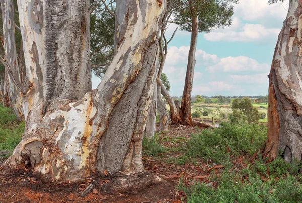 Den Eukalyptus Træstammer Mod Overskyet Himmel - Stock-foto