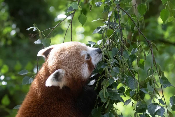 Éhes Vörös Panda Ailurus Fulgens Friss Zöld Nyírfalevél — Stock Fotó