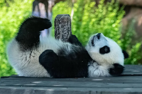 Seekor Panda Raksasa Bayi Panda Lucu Bermain Hewan Lucu — Stok Foto