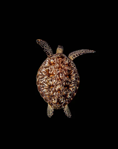 Вертикальный Снимок Морской Черепахи Черном Фоне — стоковое фото