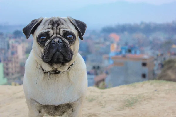 Portrait Pug Blurred Background Town — Stock Photo, Image