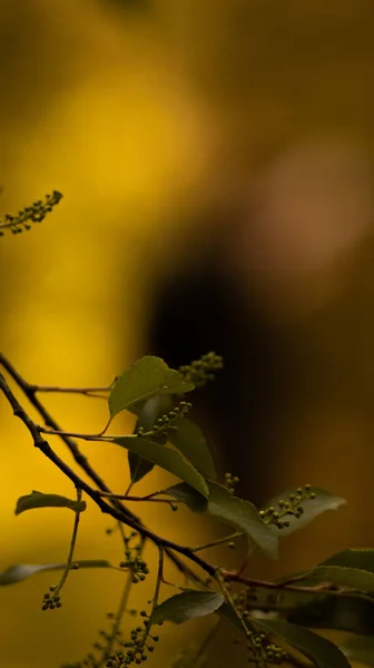 Primer Plano Una Rama Árbol Con Hojas — Foto de Stock