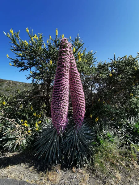 ปแนวต งของพ Echium Wildpretii Roque Los Muchachos เกาะ Palma สเปน — ภาพถ่ายสต็อก