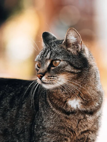 Ein Vertikales Porträt Einer Gestromten Katze Auf Verschwommenem Hintergrund — Stockfoto