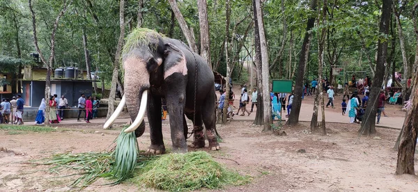 Gran Elefante Con Hierba Cabeza Gente Observándolo Zoológico Thiruvananthapuram India — Foto de Stock