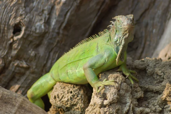 Lagarto Reptil Salvaje Iguana Bajo Sol — Foto de Stock