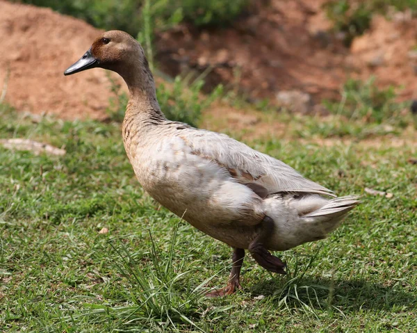 Primer Plano Ganso Marrón Campo — Foto de Stock