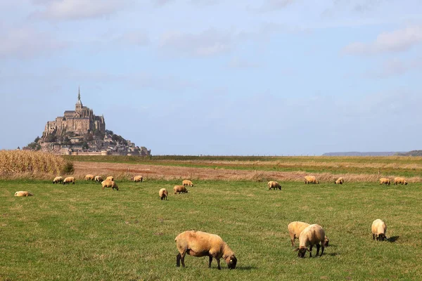 フランス モンサンミシェルの緑の牧草地で羊の群れの美しい景色 — ストック写真