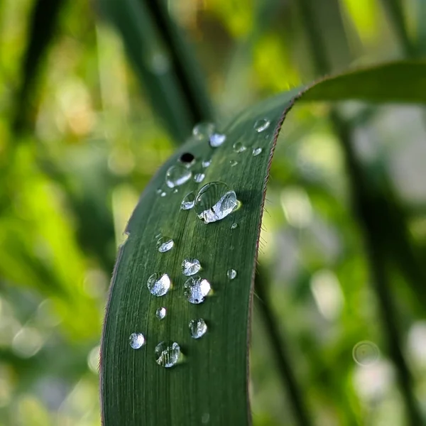 Gros Plan Une Feuille Verte Recouverte Gouttes Eau — Photo