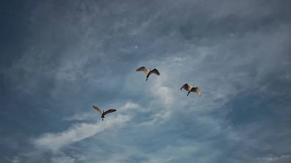 Schöne Drei Vögel Flug Vor Wolkenverhangenem Dunklen Himmel — Stockfoto