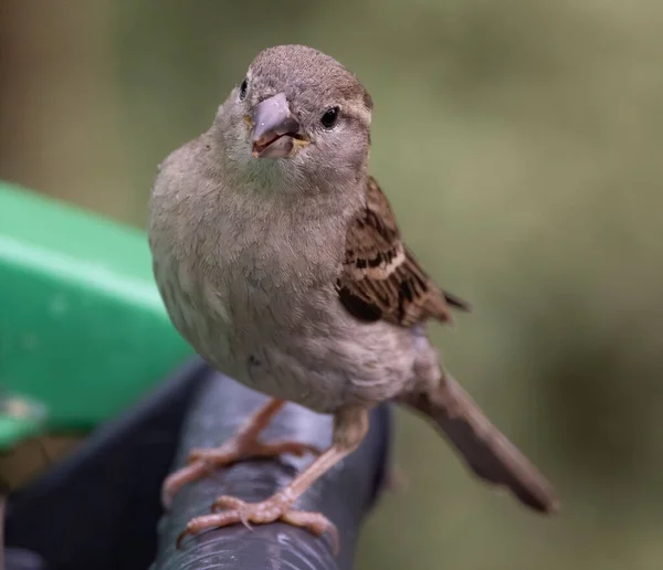 Primer Plano Pájaro Gorrión Marrón Posado Una Valla — Foto de Stock