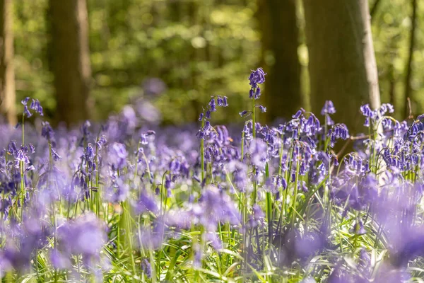 Shallow Focus Bluebell Flowers Hyacinthoides Non Scripta Wendover Woods Buckighamshire — Stock Photo, Image