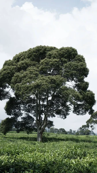 Plano Vertical Árbol Campo Bajo Cielo Nublado — Foto de Stock