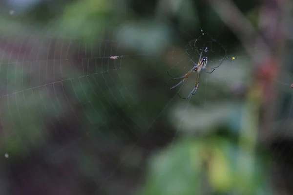 在模糊的绿色背景上 一只挂在蜘蛛网上的金丝雀的特写镜头 — 图库照片