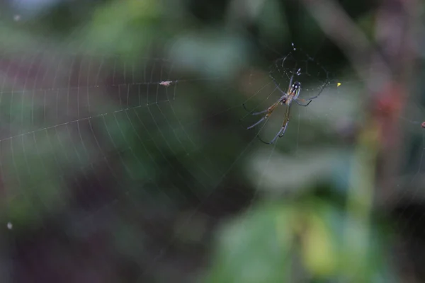 Close Leucauge Argyra Pendurado Uma Teia Aranha Fundo Esverdeado Embaçado — Fotografia de Stock