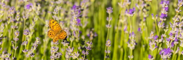 Motýl Levandulovém Poli Provence Barevné Pozadí Jaře — Stock fotografie
