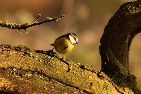 Closeup Shot Blue Tit Bird Perched Mossy Branch — Stockfoto