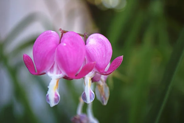 Een Close Shot Van Roze Bloedende Hart Bloemen — Stockfoto