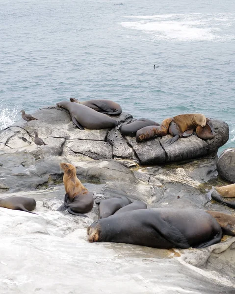 Colpo Verticale Leoni Marini Che Riposano Jolla Cove California — Foto Stock