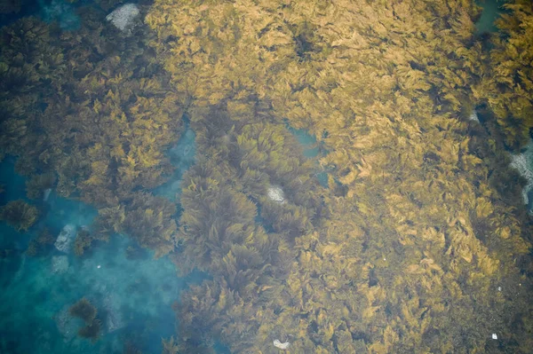 Een Top Uitzicht Van Een Zee Gras Onderwater Clearwater Bay — Stockfoto