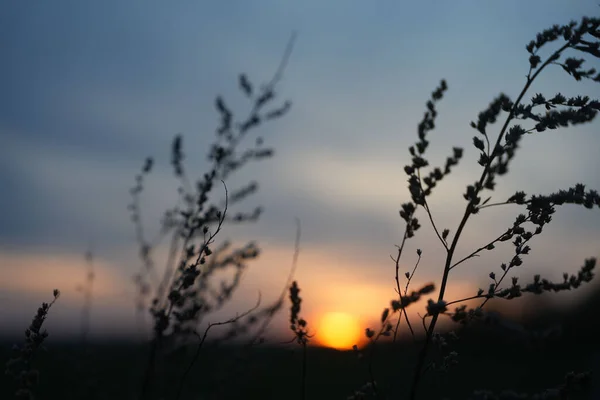 Close Silhuetas Plantas Campo Fundo Céu Por Sol — Fotografia de Stock