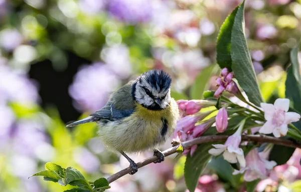 A selective focus shot of an adorable Eurasian blue tit perched on a tree branch against blurred background of a garden