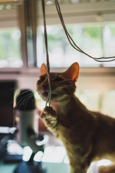 Ple Oynayan Sevimli Bir Kedi Yavrusunun Dikey Yakın Çekimi — Stok fotoğraf