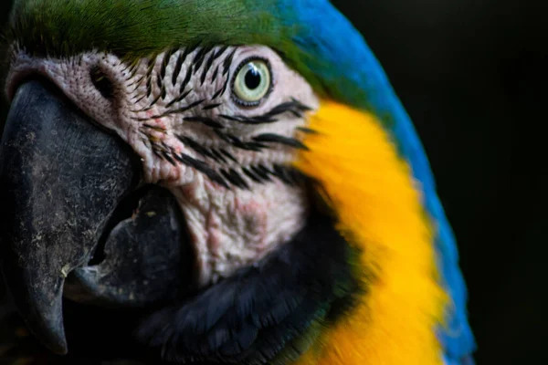 Macaw头部的特写镜头 — 图库照片