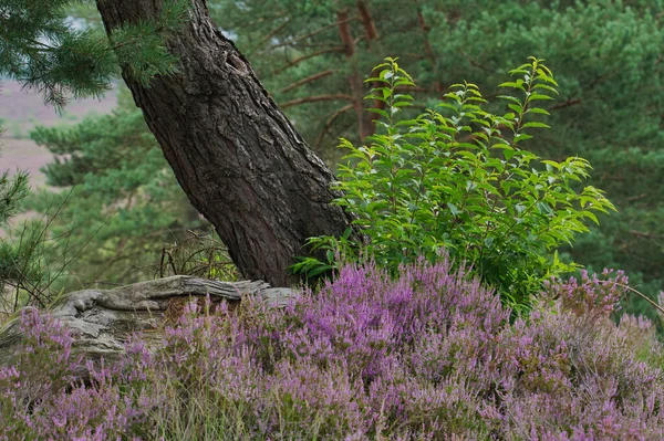 Une Vue Tronc Arbre Entouré Plantes Croissance Fleurs Violettes — Photo