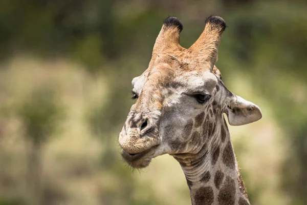 Pilansberg Doğa Koruma Alanındaki Bir Zürafanın Güzel Bir Fotoğrafı — Stok fotoğraf
