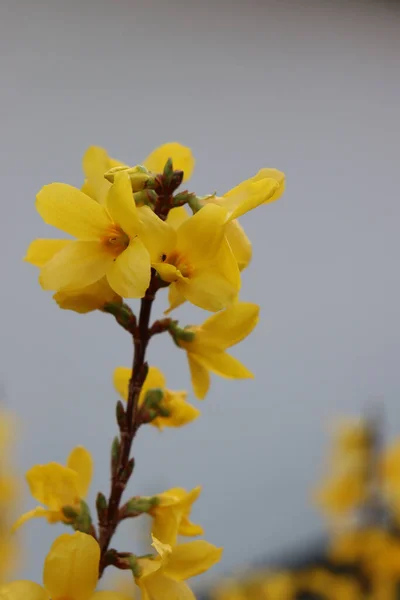 Plano Vertical Hermosa Forsythia Floreciendo Jardín —  Fotos de Stock