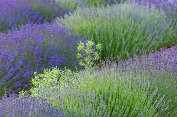 Lavendelfält Provence Färgglatt Landskap Våren — Stockfoto
