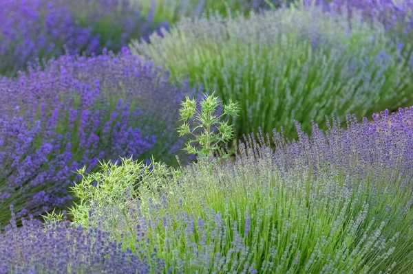 Lavendelveld Provence Kleurrijk Landschap Het Voorjaar — Stockfoto