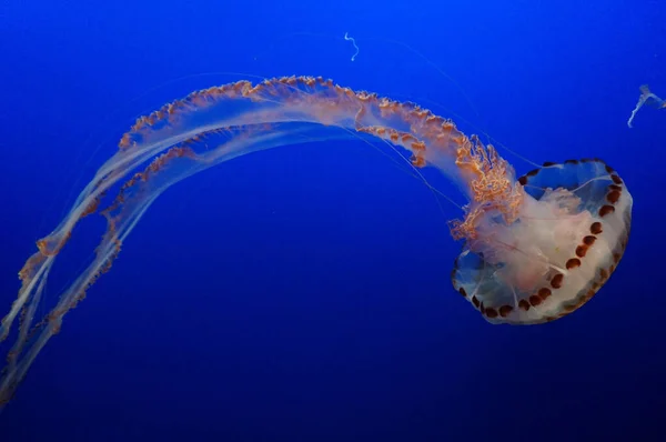 Egy Közeli Kép Egy Gyönyörű Medúzáról Ami Kék Tengerben Úszik — Stock Fotó