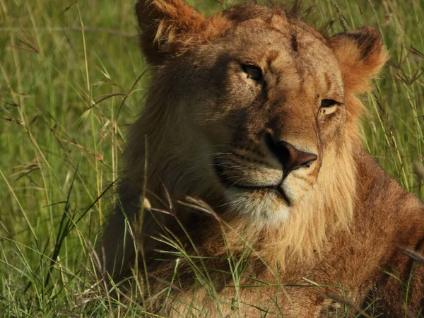 在肯尼亚马赛马拉国家公园 一只狮子躺在草地上的特写镜头 — 图库照片