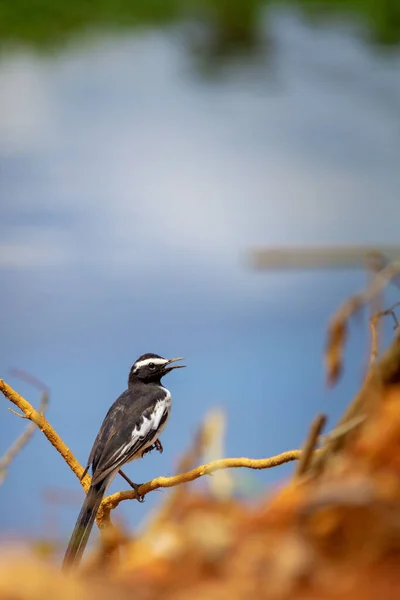 A vertical selective focus shot of a White wagtail sitting on a wooden branch.
