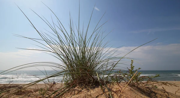 Yazın Plajda Yetişen Stipa Otlarının Yakın Plan Çekimi — Stok fotoğraf
