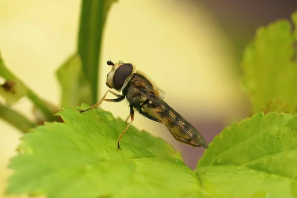 Detailed Closeup Migrant Hoverfly Eupeodes Corollae Sitting Green Leaf Garden — Stock Photo, Image