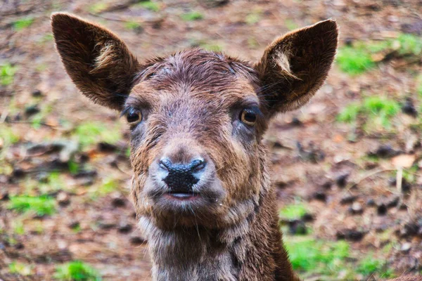 Closeup Shot Dark Brown Fallow Deer Face — Stock Photo, Image