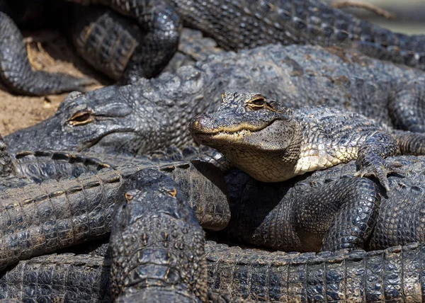 Vacker Bild Amerikansk Alligator — Stockfoto