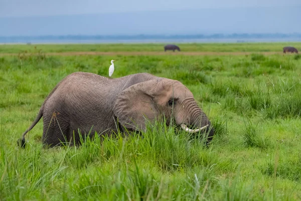Éléphant Marchant Dans Les Marécages Afrique Avec Oiseau Blanc Sur — Photo