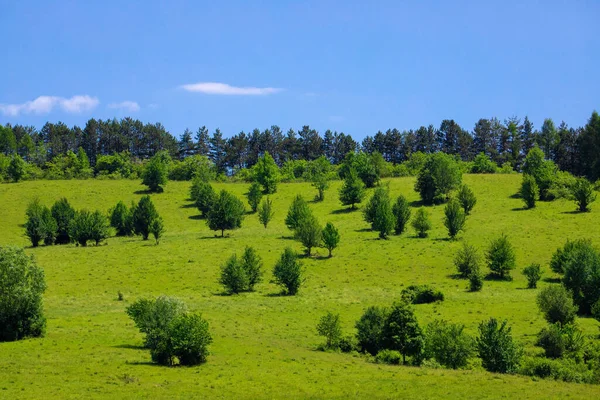 Yamaçtaki yeşil ağaçlar güneşli mavi gökyüzünün altında
