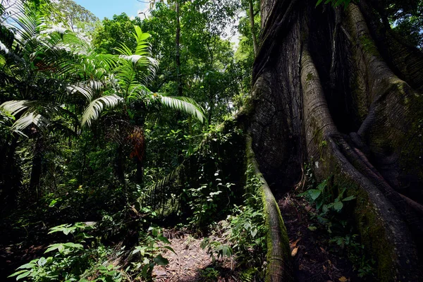 Ceibo Árbol Gigante Selva Costa Rica Fortuna Volcán Arena — Foto de Stock