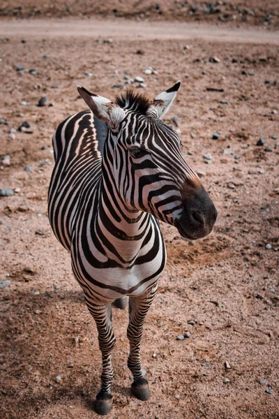 Een Verticaal Schot Voor Een Zebra Een Bruin Veld Sedona — Stockfoto