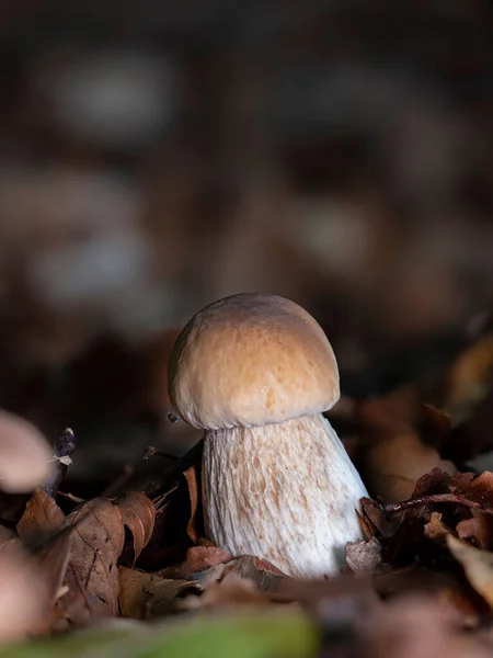 Een Close Van Een Kleine Boletus Edulis Paddestoel Bladeren — Stockfoto